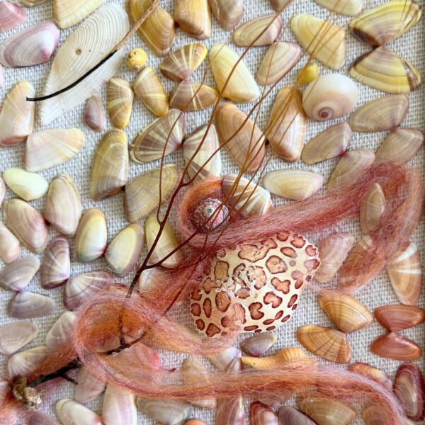 Coquina Shell Art