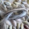 Coquina Shell Art