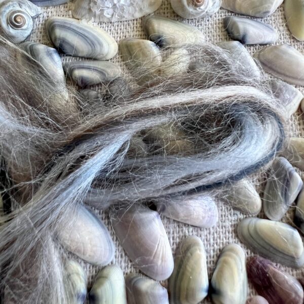 Coquina Shell Art