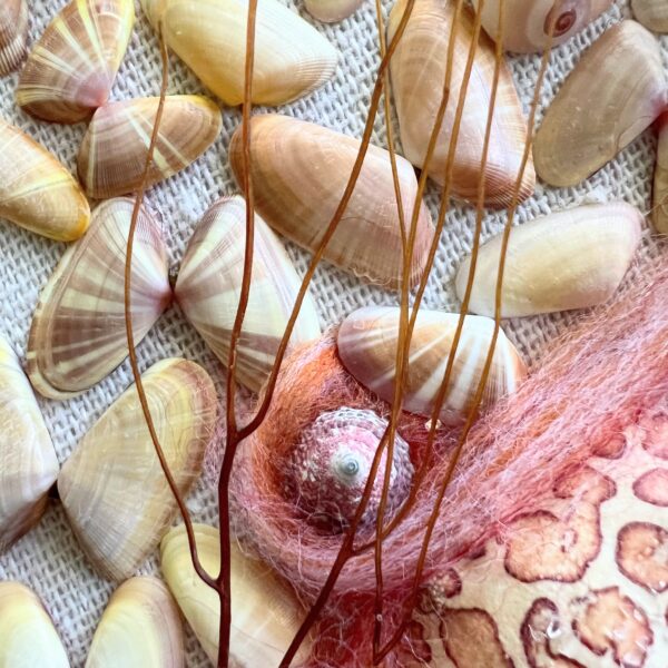 Coquina Shell Art