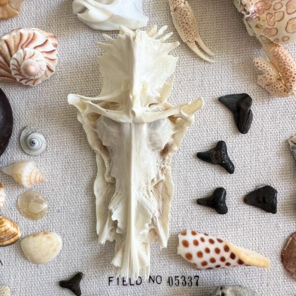 Jesus Shell Box